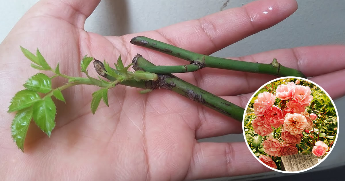 How to reproduce roses starting from the stem to obtain dozens of them ...